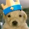 Avatar de joseandobitcoin